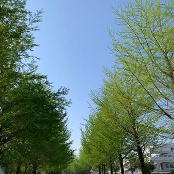 銀杏の若葉が空に伸びる