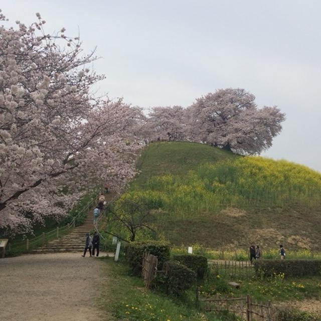 春の楽しみ♡
