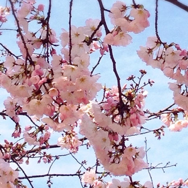 桜香るお花見弁当
