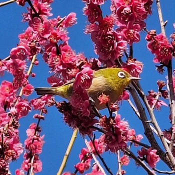 梅の花とメジロ