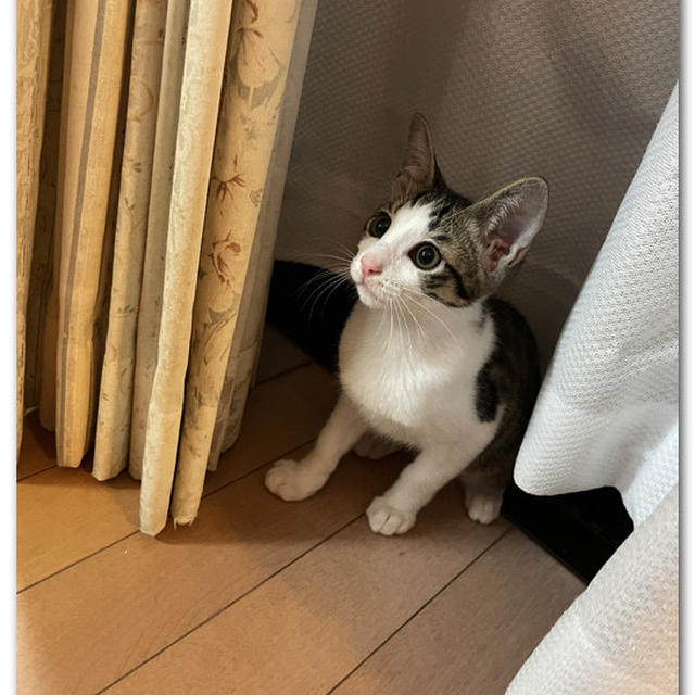今日はもう眠いのです。。。