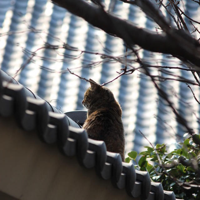 屋根の上のねこ