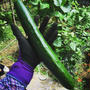 【Instagram】でっかくなっちゃった！I got a monster cucmber ！！#34cm #巨大キュウリ #キュウリ #家庭菜園 #cucumber #bigcucumber #mygarden #myvegetablegarden #myvegetable