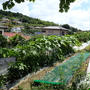 葉山のほほん農園（8月中旬）☆トマト地這い栽培