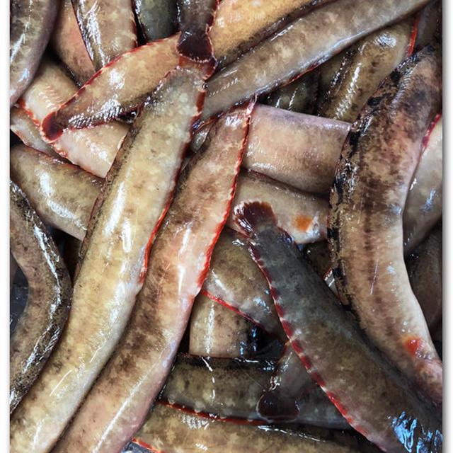 ギンポがいるじゃないか 魚市場から愛を込めて By 魚屋三代目さん レシピブログ 料理ブログのレシピ満載