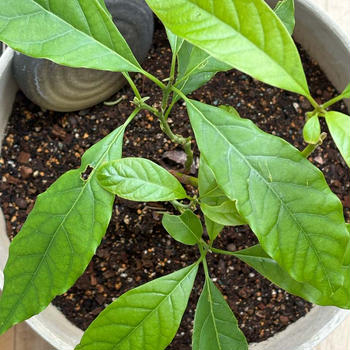 我が家の植物とおやつ♪