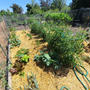 サンノゼ（アメリカ　カリフォルニア州）のコミュニティガーテンで野菜栽培・家庭菜園開始 その⑨　藁をひく　＆　ぼかしコンポスト開始
