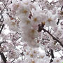 桜餅