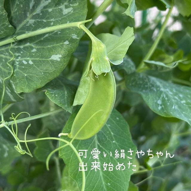 絹さやちゃん