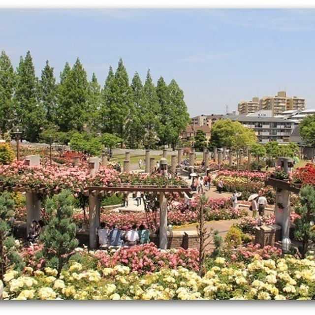 伊丹　荒巻バラ園　Ⅱ