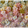 パステルなお花畑♪＆フランボワーズマカロン♪