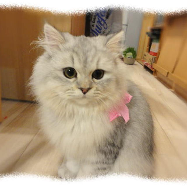 一気にだ～～～っと更新(*･∀･)
