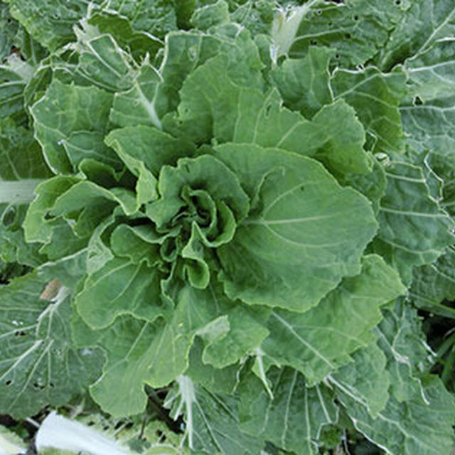 冬野菜もそろそろ終わり。