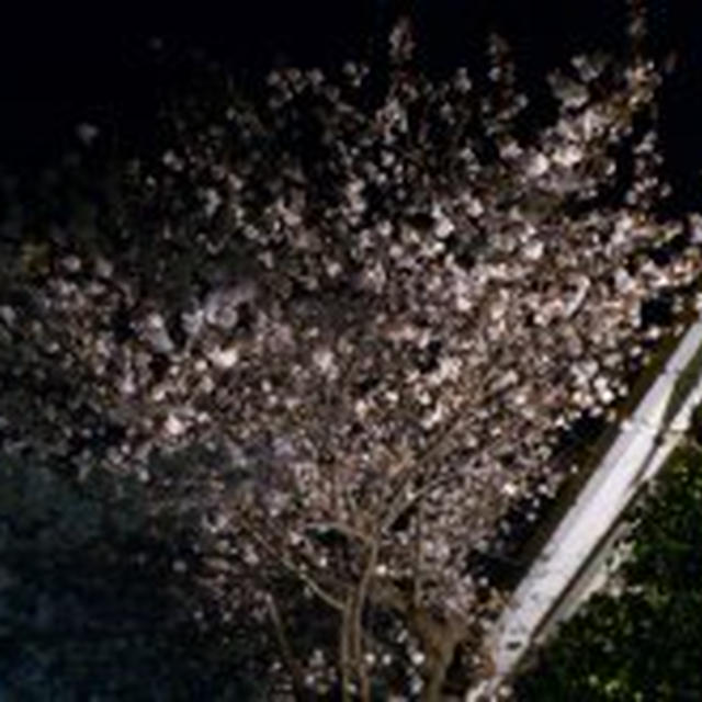 4/9 ゆず茶シフォン