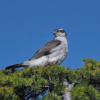 ４月の鳥