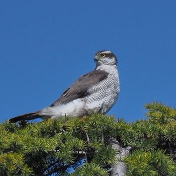 ４月の鳥