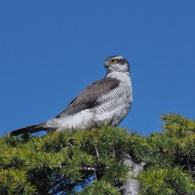 ４月の鳥