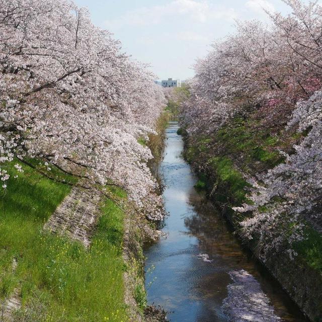 佐保川の桜#お花見の風景