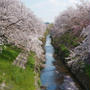 佐保川の桜#お花見の風景