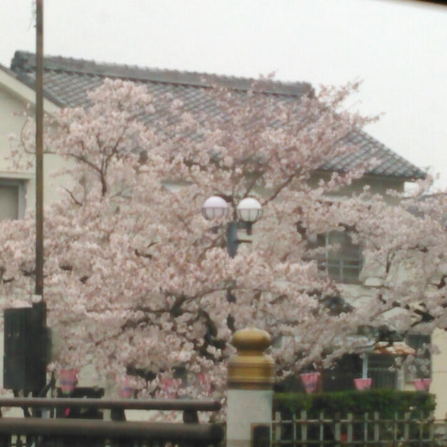 桜満開！帰省終了