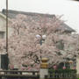 桜満開！帰省終了