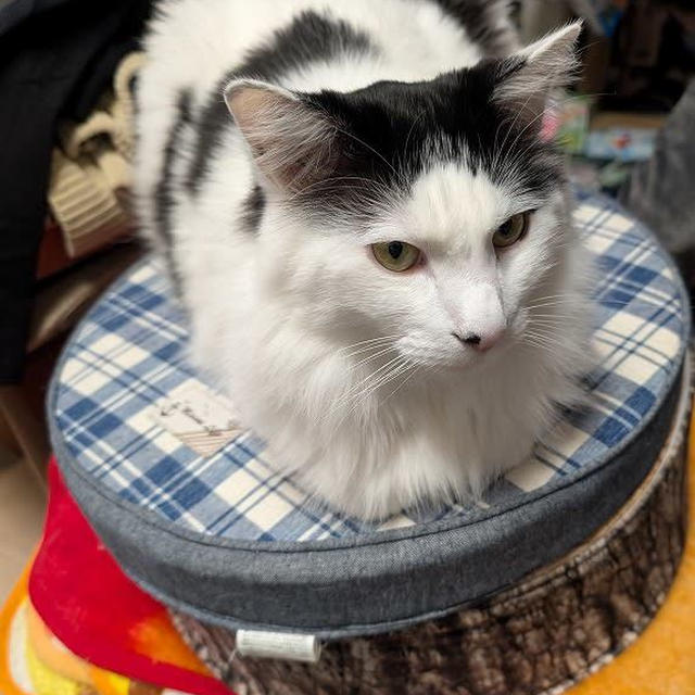 猫に所有権の主張をされる