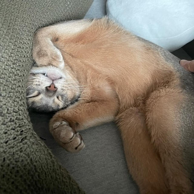 今日も、わか坊の添い寝がかわいかった(*´ω`*) 歯見せも継承してる