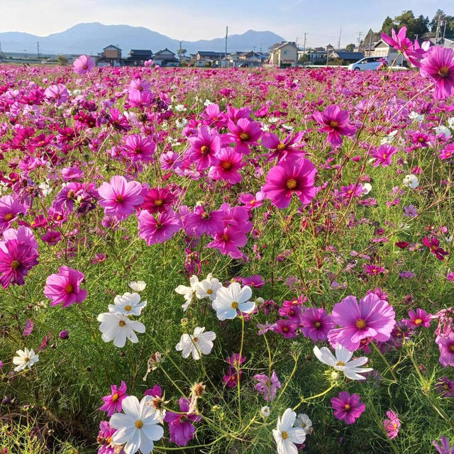 三重県東員町　中部公園横の秋桜畑