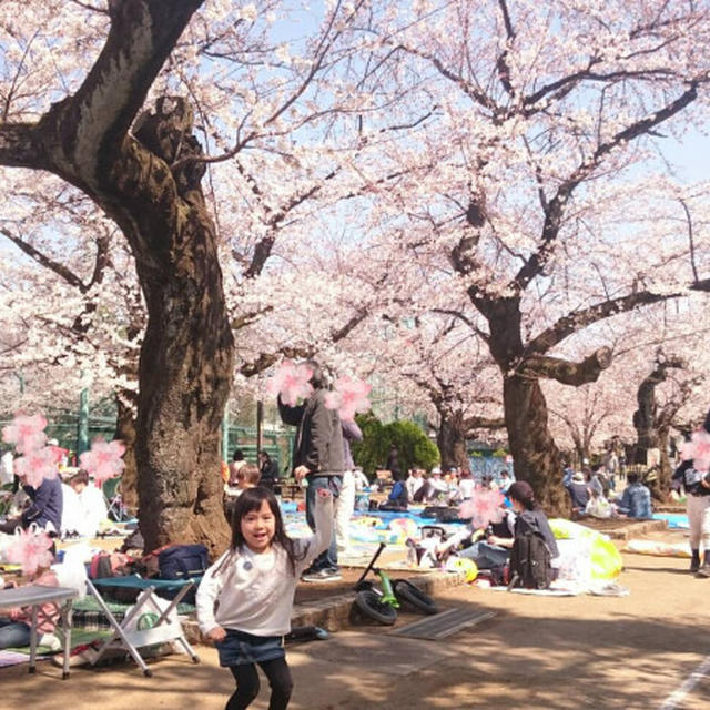 近所にお花見に行った～！！