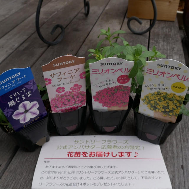 サントリーフラワーズさんから花苗いただきました♪