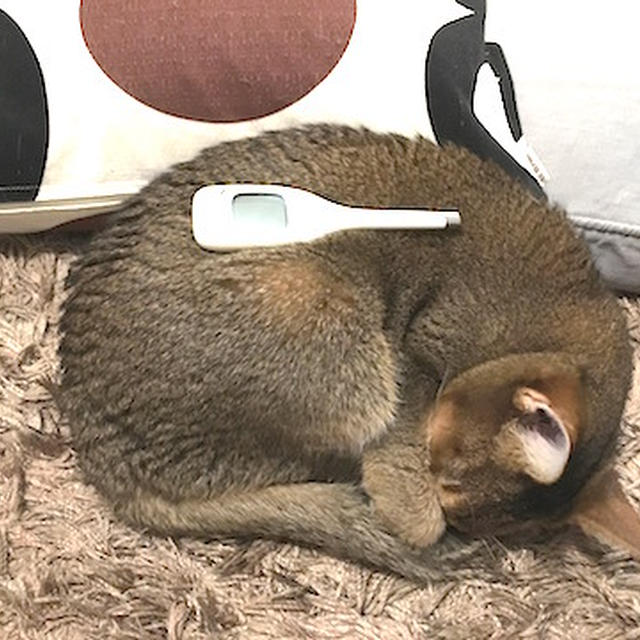 今年は年賀状が書けなかった(*´ェ`*)