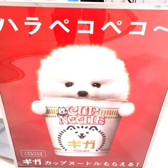 ソフトバング　カップヌーフドル　