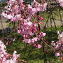 今年の桜と・・・