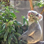 コアラがユーカリを一枝まるごと食べる姿がかわいすぎた