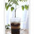 Coffee Jelly ２種
