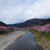 河津桜