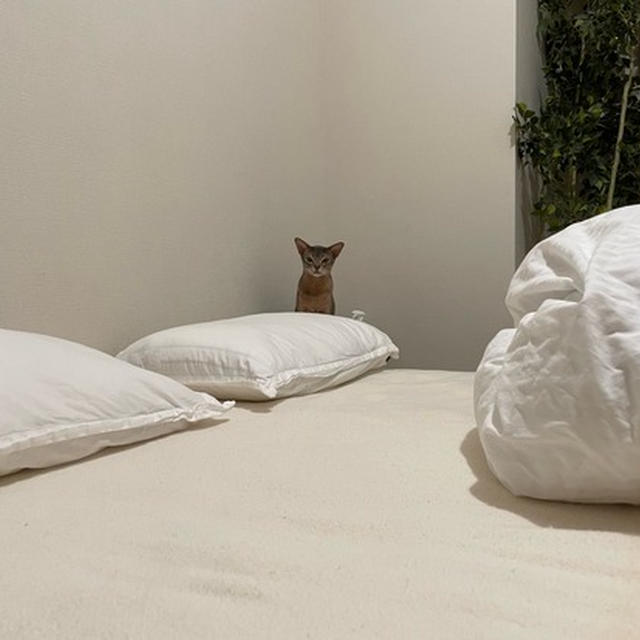夜、遊びに満足しないと寝てくれない坊
