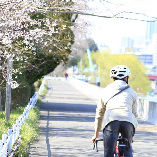 広瀬川　桜　満開