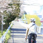 広瀬川　桜　満開