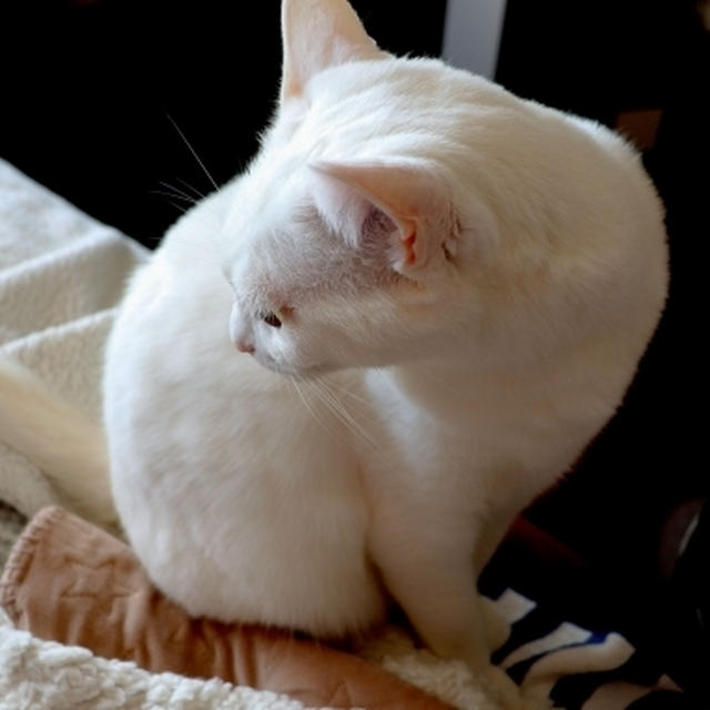 なんだかにゃ・・おちびさん♪