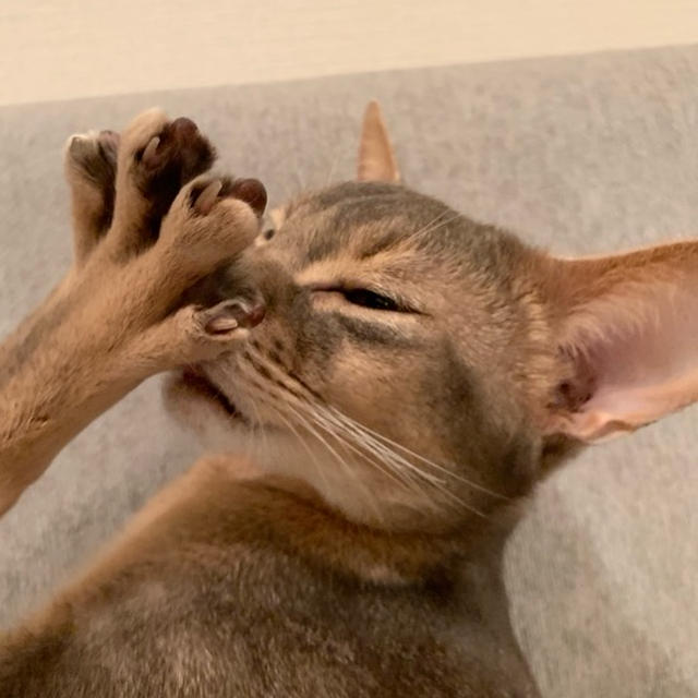 とのの足がでっかくて、ビックリしたので見てください