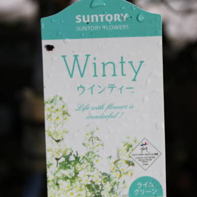 ２年ぶり？のウインティー♪