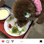 犬が食べられるクリスマスツリーの感想♪