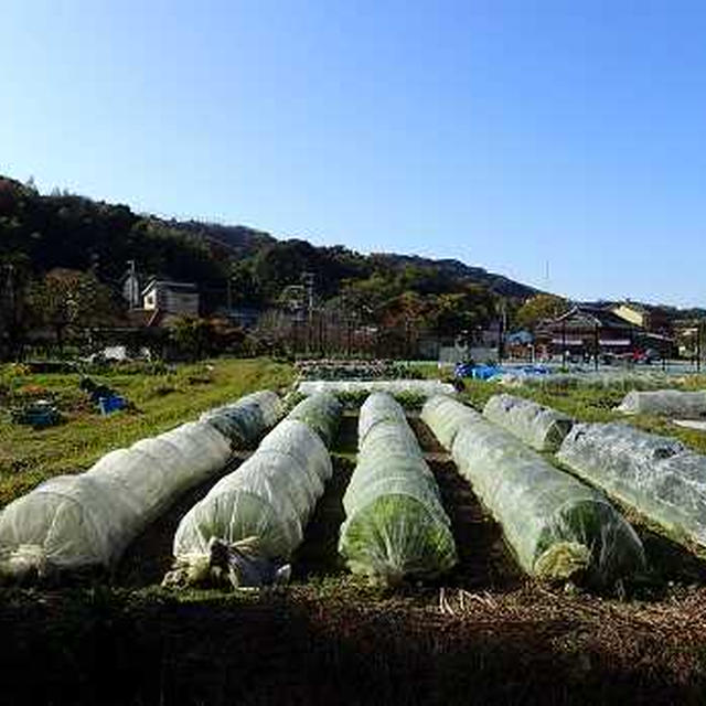 シュンギク収穫と水やり☆葉山農園（11月中旬）