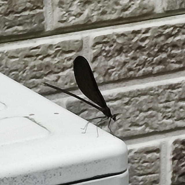 真っ黒トンボ