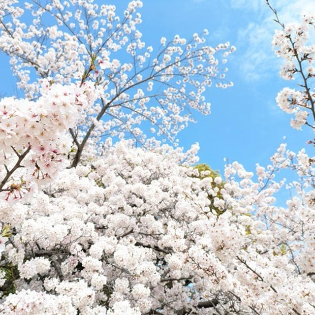 息子とお花見