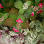 山紫陽花くれないの花2024#最近撮った写真は