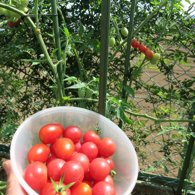 プチトマト収穫♪