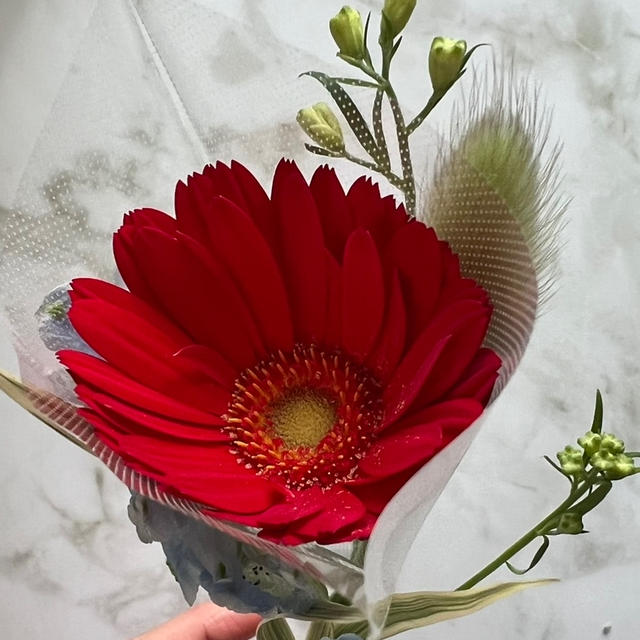 一輪のガーベラに勇気づけられた　Bloomee LIFE　ポストに花が届く花の定期便　