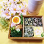 のりあーとでさくらの春弁当【海苔弁】